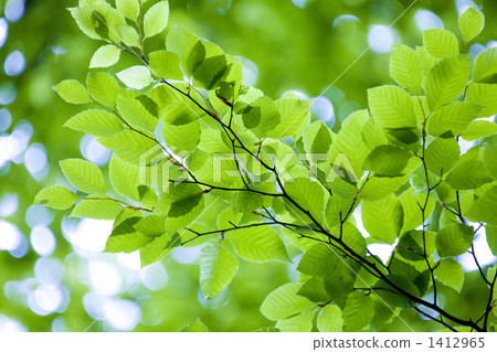 Fresh green beech leaves 1412965
