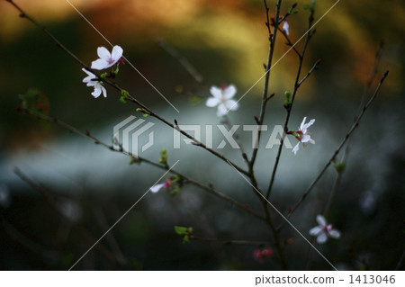 冬天櫻桃樹在鎌倉 1413046