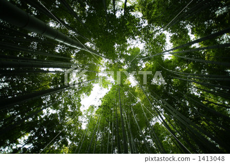 鎌倉的竹林 鎌倉的竹林 1413048