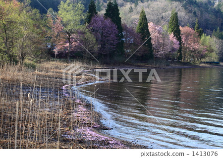 Cherry blossoms along Aokige lake 1413076