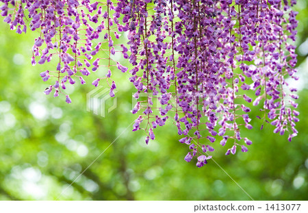 Wisteria flower (green background macro) 1413077