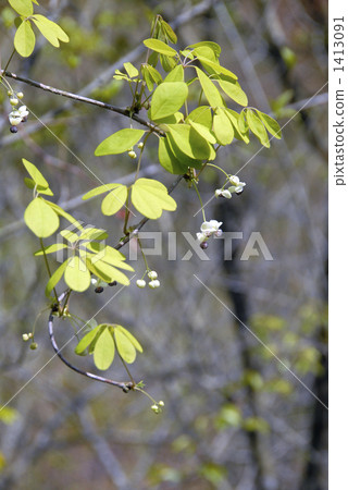 阿克比花 1413091