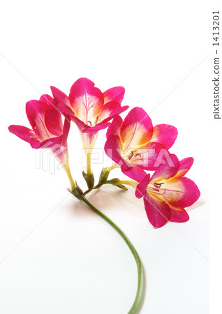 粉紅色的小蒼蘭 1413201