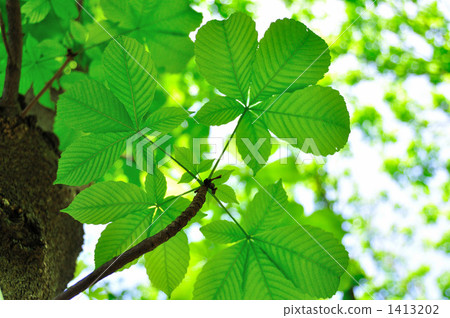 Tinon年輕葉子 1413202