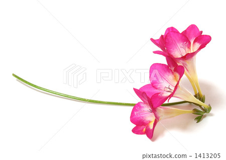 粉紅色的小蒼蘭 1413205
