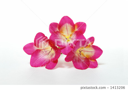 粉紅色的小蒼蘭 1413206