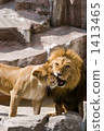 獅子的父母和孩子 1413465