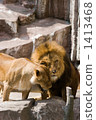 獅子的父母和孩子 1413468