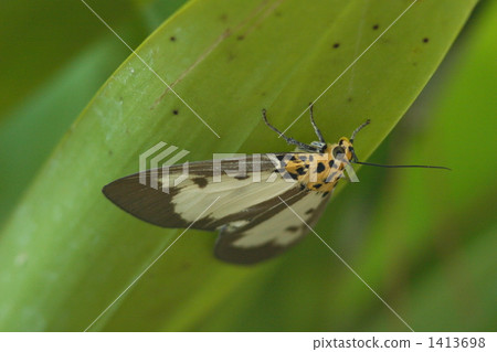 星Arctiidae甲蟲 1413698