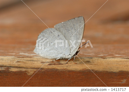 Uragine brevity 1413717