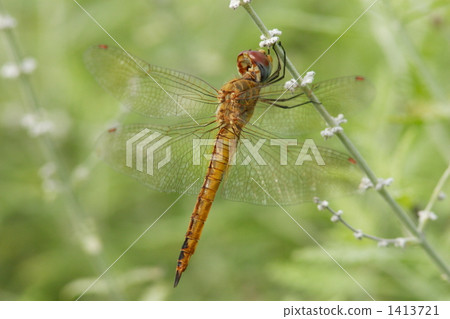 Ushubitimbo Ushubitimbo 1413721