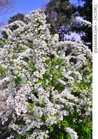 baby's breath spirea, thunberg spirea, tachikawa 1413961