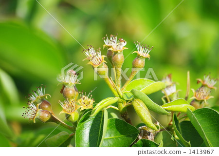 Growth of pears 1413967