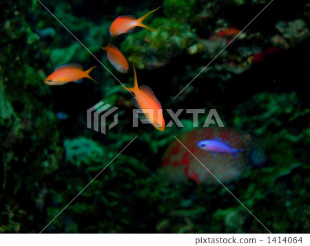 orange sea perch, iriomote-jima, iriomote island 1414064