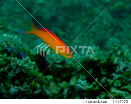 pseudanthias disper, madder seaperch, pseudanthias flavoguttatsu 1414070