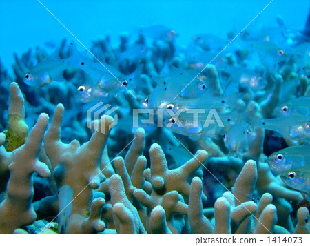 arrow cardinal, in the sea, undersea 1414073