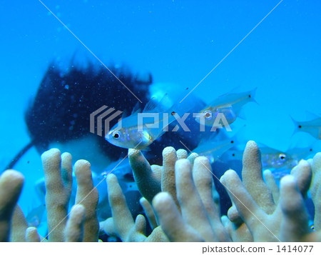 水下照片 戴水肺潛水 小魚 1414077