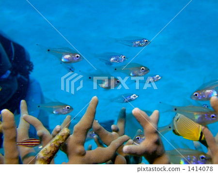 水下照片 戴水肺潛水 小魚 1414078