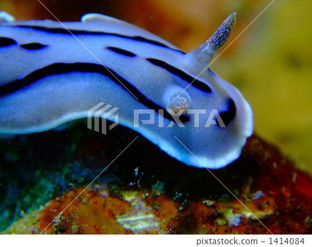 chromodoris willani, Nudibranch, sea slug 1414084