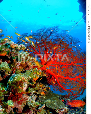 orange sea perch, vermilion sea bass, blue-spot rock-cod 1414089
