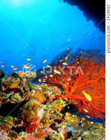 underwater photograph, scuba diving, scuba dive 1414092