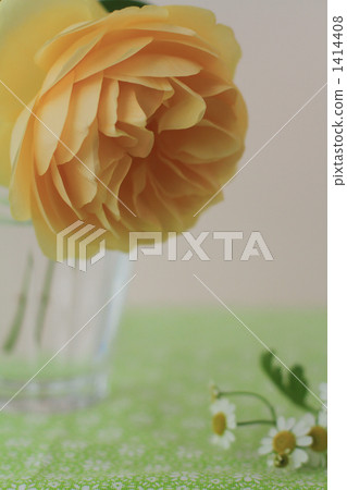 I picked Graham Thomas in my garden 1414408