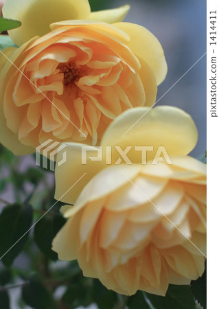 Graham Thomas blooms in the garden 1414411