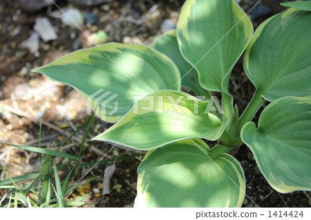 Hosta 1414424