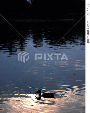 Sunset duck Sunset duck 1414427