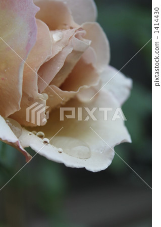 large flowered, floribunda, perennial 1414430