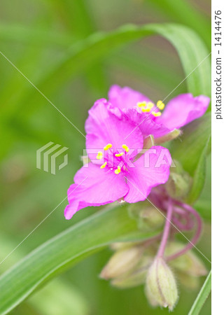 Red purple Murasaki Yukusa 1414476