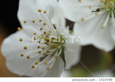 cherry flower, stamen, close-up 1414799