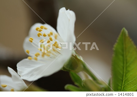 cherry flower, stamen, pollen 1414801