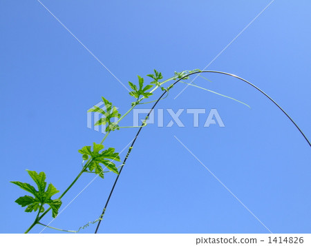 Leaves of goya extending into the blue sky 1414826