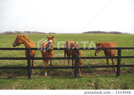 布朗毛馬四重奏 1414946