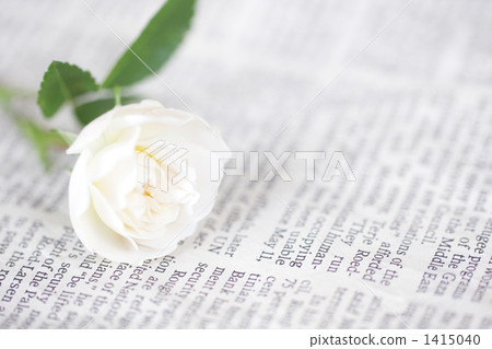 英文報紙 玫瑰 玫瑰花 1415040