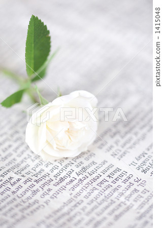 英文報紙 玫瑰 玫瑰花 1415048