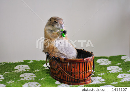  草原土撥鼠 1415107