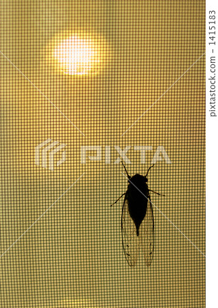 熱情 熱情 1415183