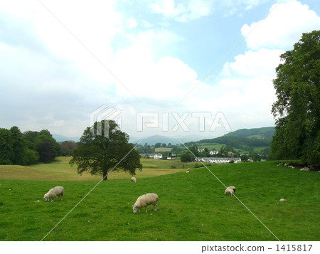 Sheep and European countryside scenery 1415817