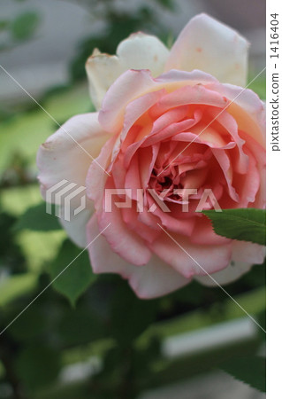 English rose by Janet 1416404