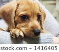 迷你鴨×迷你杜賓犬的混合小狗 1416405