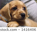 迷你鴨×迷你杜賓犬的混合小狗 1416406