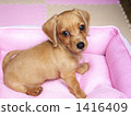 Pupping小狗 1416409
