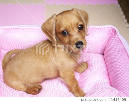 Pupping小狗 1416409