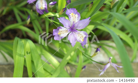 japanese iris, fringed iris, garden attached to shinto shrine 1416490