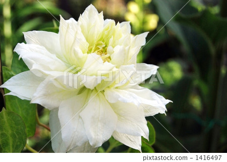 clematis, bloom, blossom 1416497