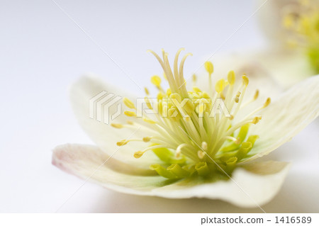 Christmas rose 1416589