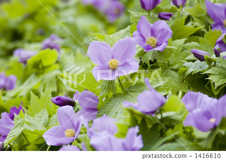 Shiraneeaoi Shiraneeaoi 1416610