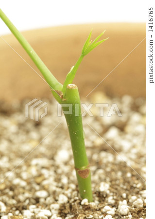 從pakira插入萌芽的芽2010年5月 1416765